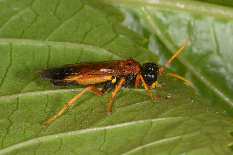 Identificazione Imenottero: Tenthredo campestris