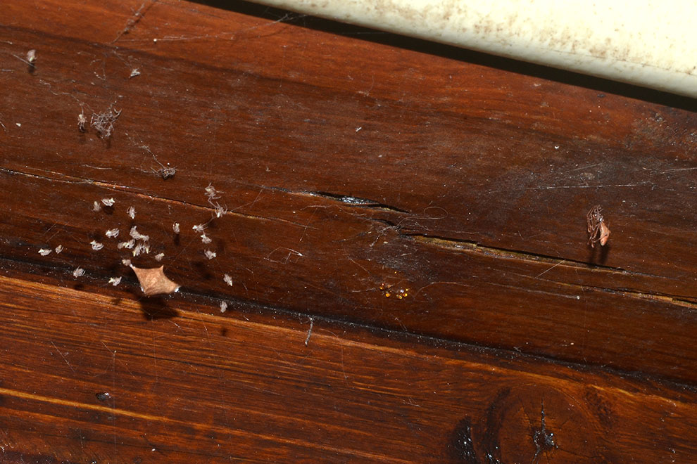 Rhomphaea con ovisacco - Cascina (PI)