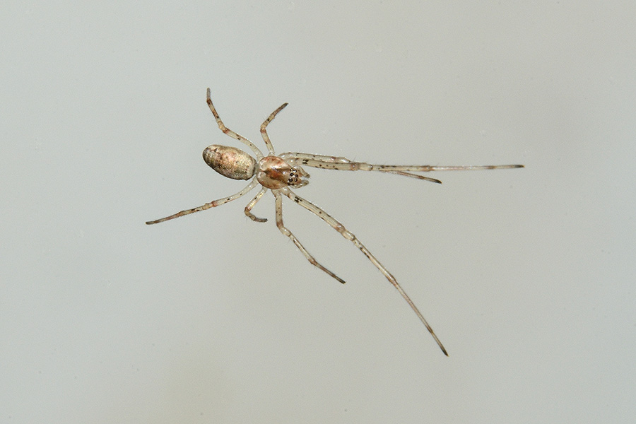 Giovane Tetragnatha sp. - Cascina (PI)