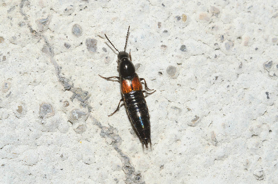 Staphylinidae:  Quedius sp.