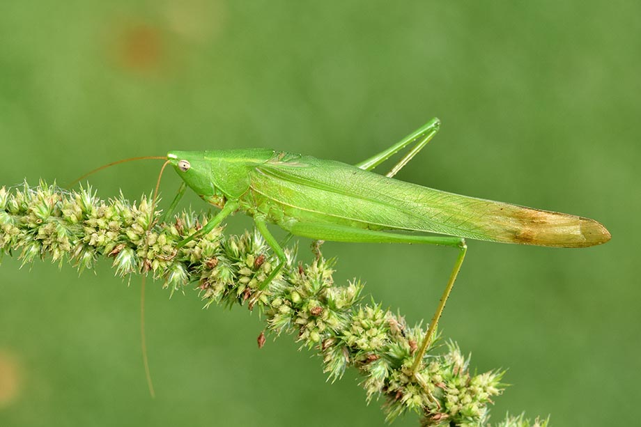 Tettigonia viridissima?     No,  Ruspolia nitidula