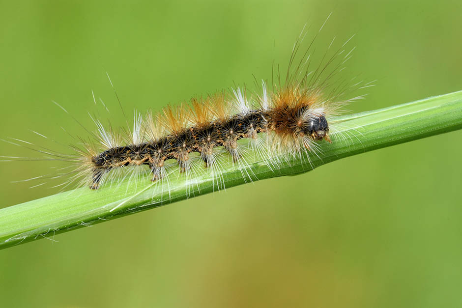 Identificazione bruco: Arctornis l-nigrum - Erebidae Lymantriinae