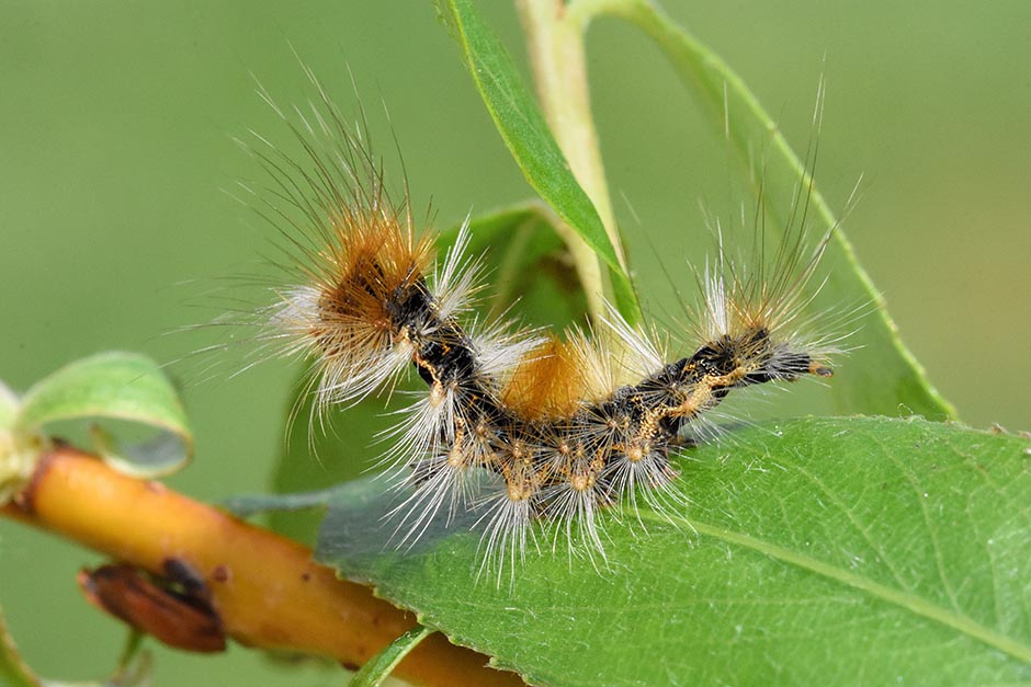 Identificazione bruco: Arctornis l-nigrum - Erebidae Lymantriinae