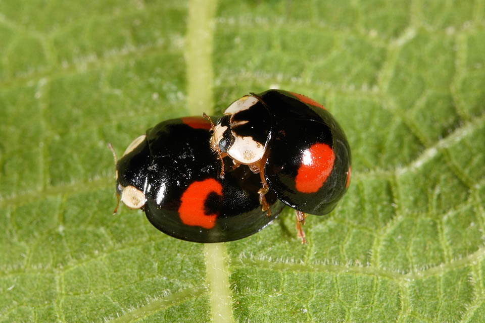 Harmonia axyridis forma melanica