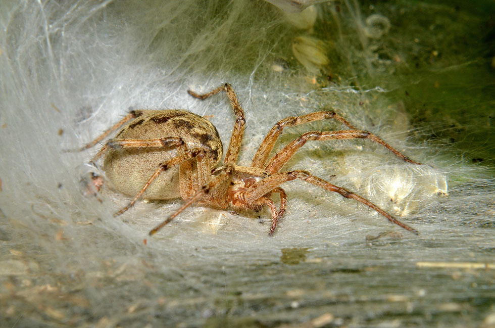 Agelena labyrinthica - Cascina (PI)