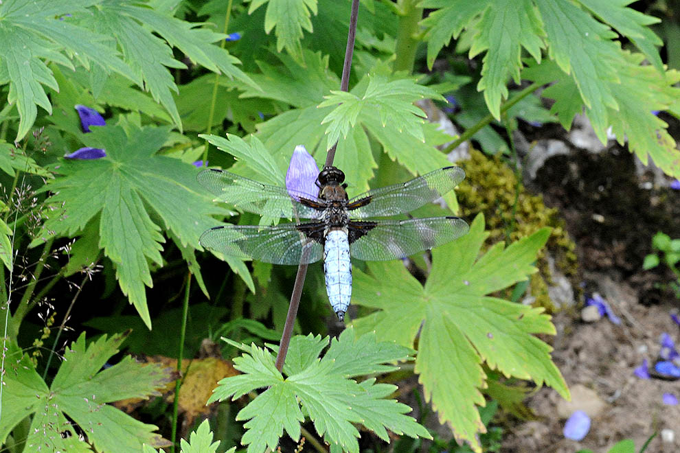 Libellula depressa?