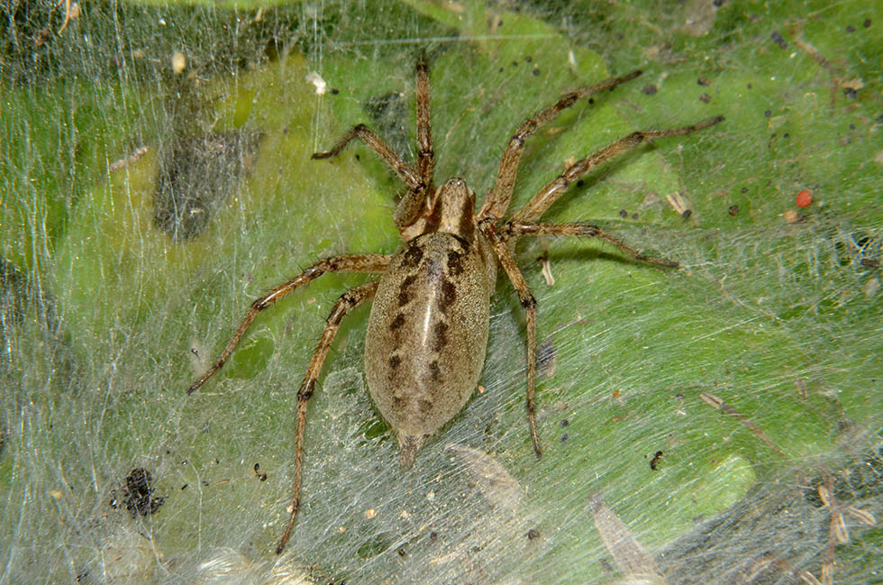 Agelena labyrinthica - Cascina (PI)