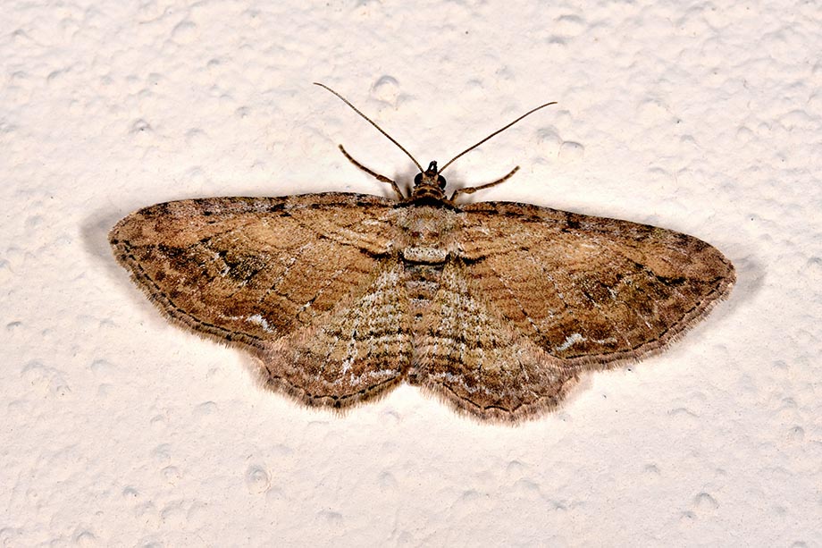 Identificazione falena - Horisme sp.