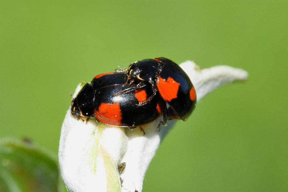 Adalia bipunctata, Coccinellidae