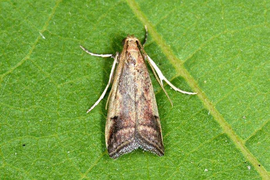 Identificazione falena - Cfr. Pyralidae