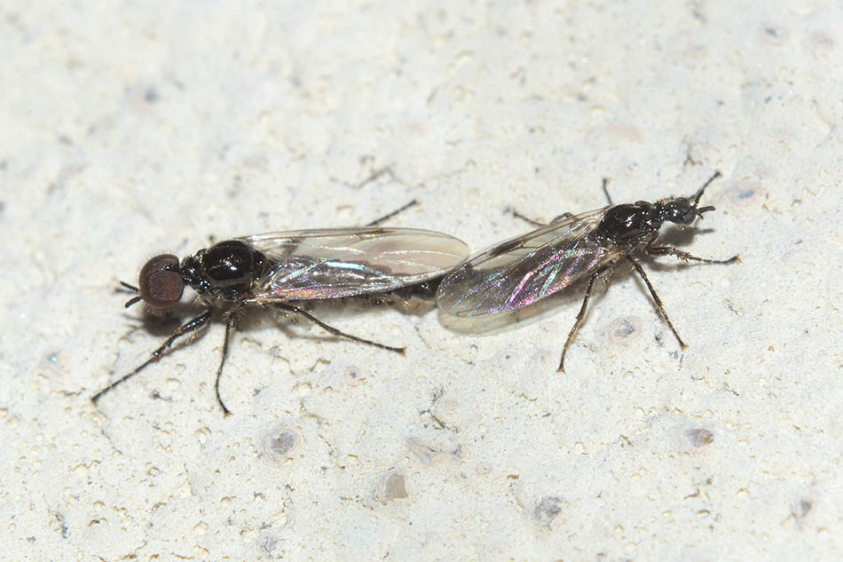 Coppia di Dilophus sp.
