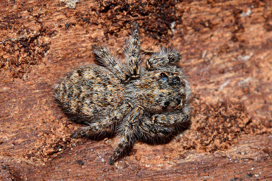 giovane Philaeus chrysops - Cascina (PI)
