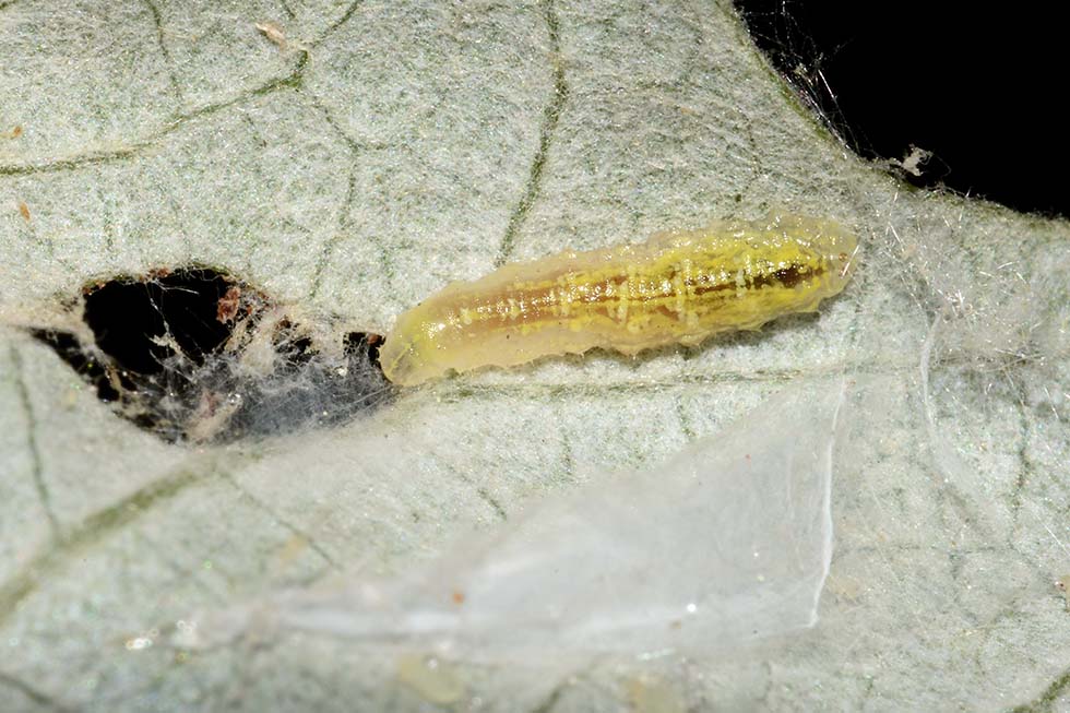 Larva di Syrphidae Syrphinae:  Syrphus ribesii femmina
