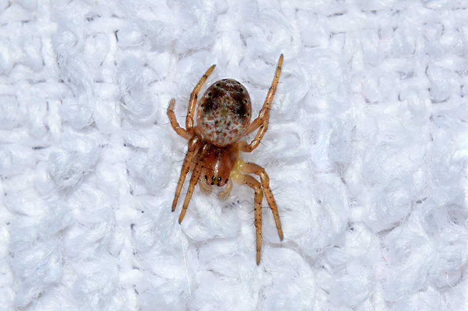Araniella sp. - Cascina (PI)