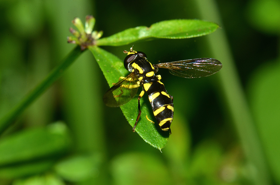 Identificazione sirfide