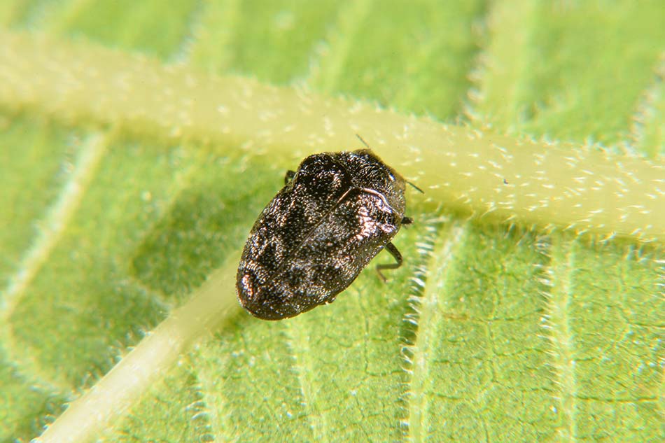 Trachys minutus, Buprestidae