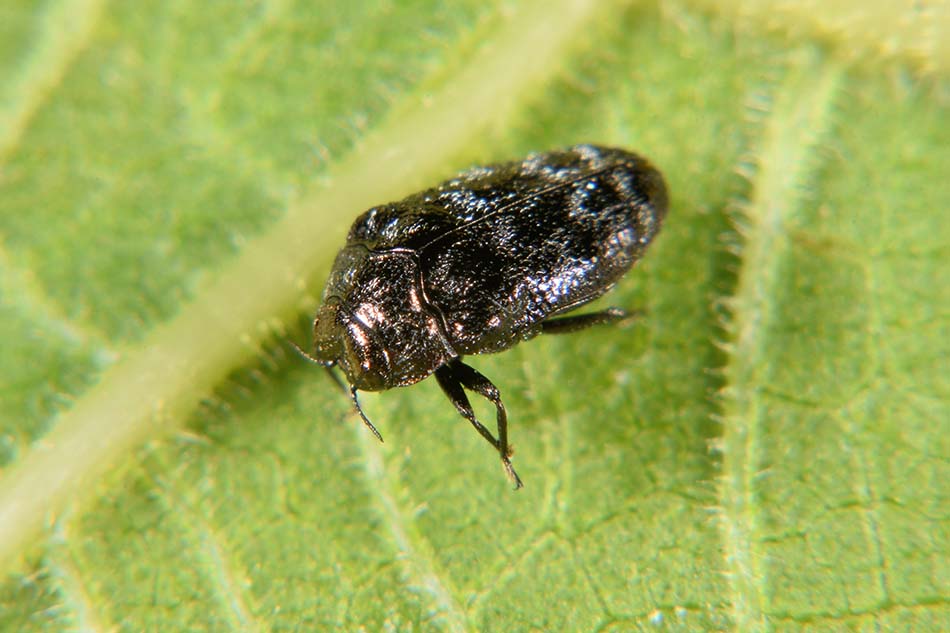 Trachys minutus, Buprestidae