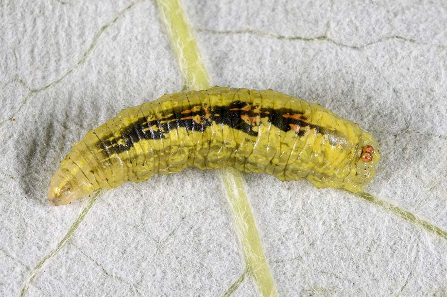 Larva di Syrphidae Syrphinae:  Syrphus ribesii femmina