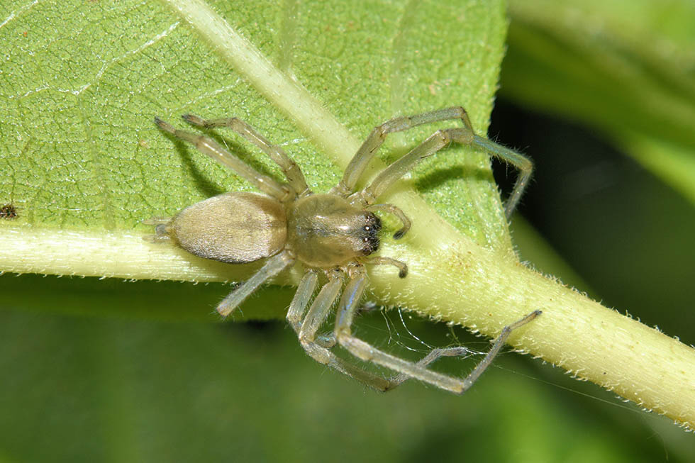 Cheiracanthium mildei - Cascina (PI)