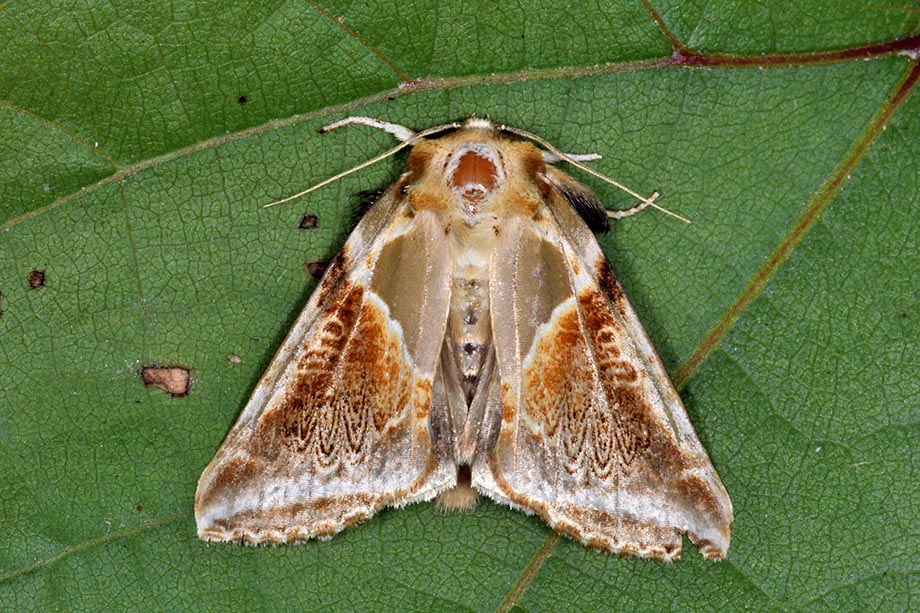 Habrosyne pyritoides (Drepanidae)