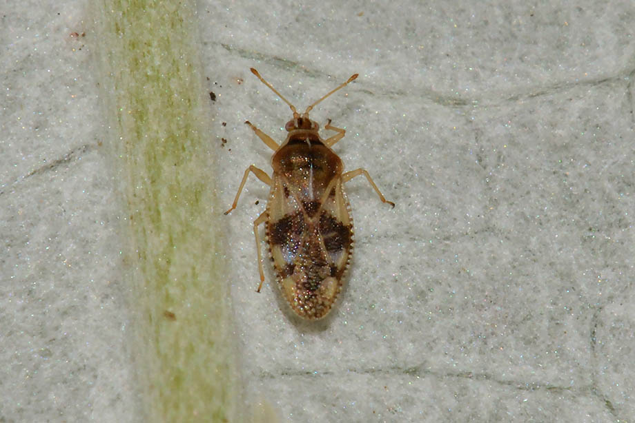 Tingidae: Dictyla?  No,  Monosteira unicostata