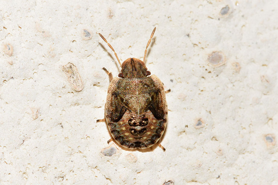Pentatomidae: ninfa di Sciocoris sp.