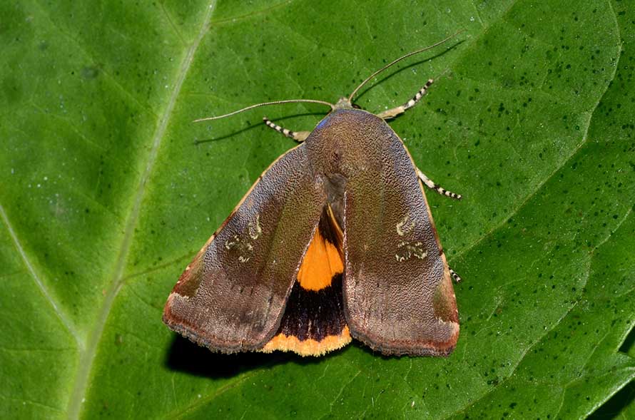 Identificazione falena - Noctua janthe o janthina, Noctuidae