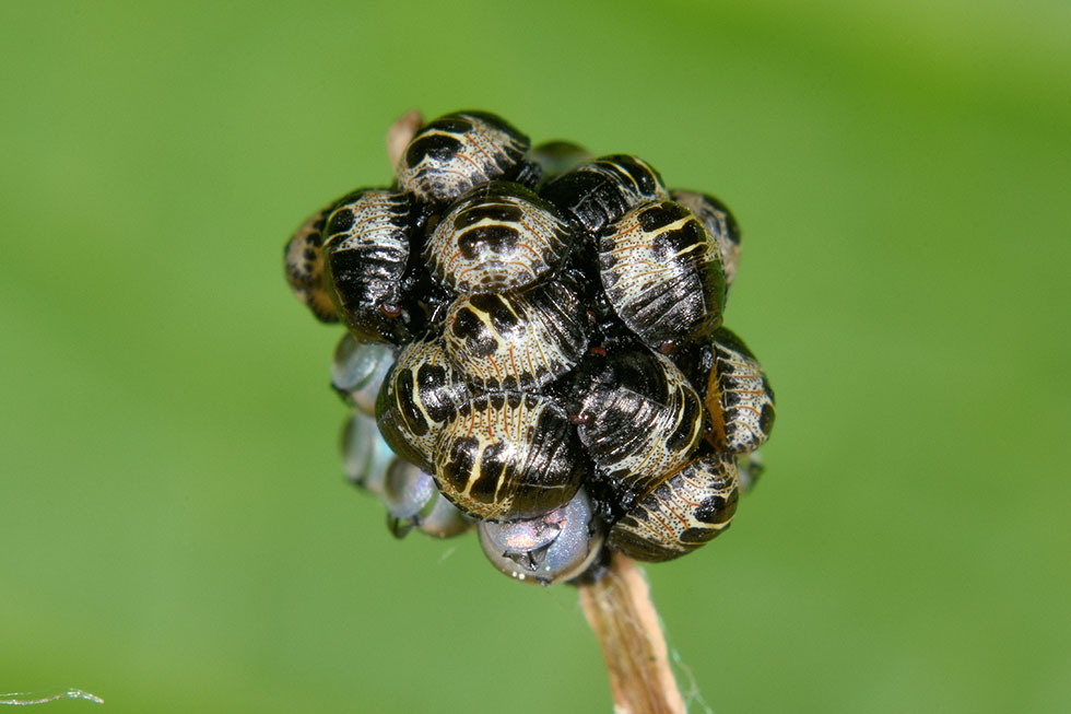 Uova di Rhaphigaster nebulosa