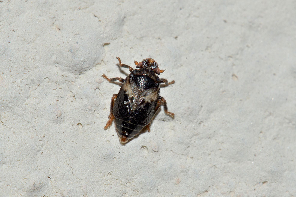Fulfomorpha Tettigometridae - Toscana