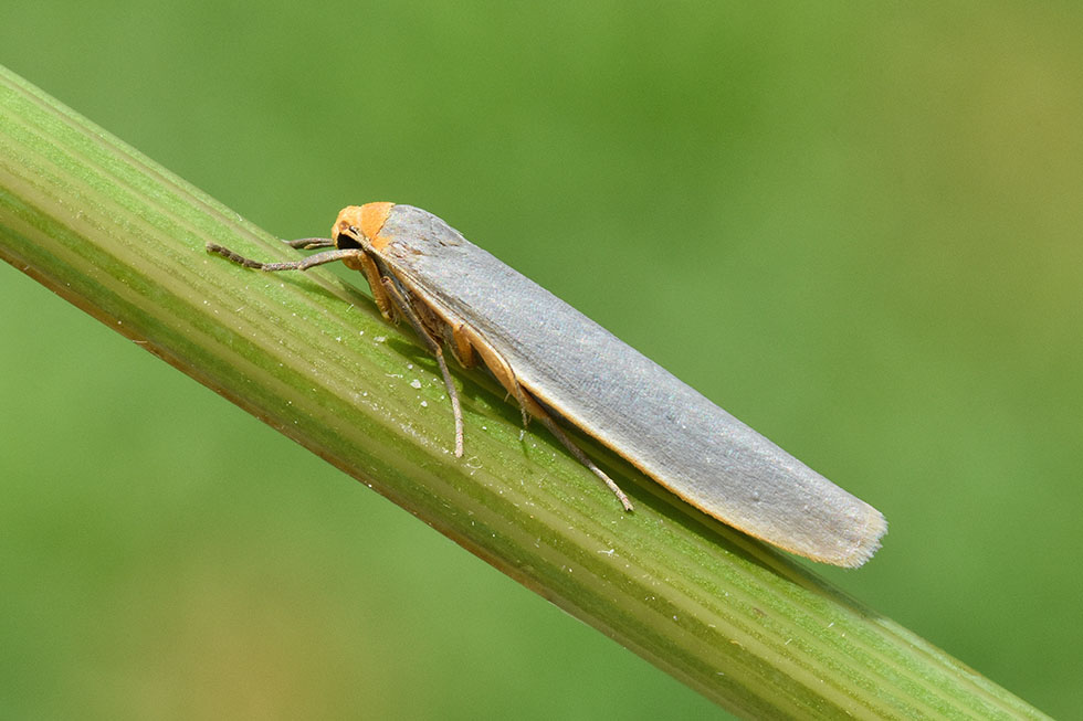 Identificazione falena - Eilema sp.