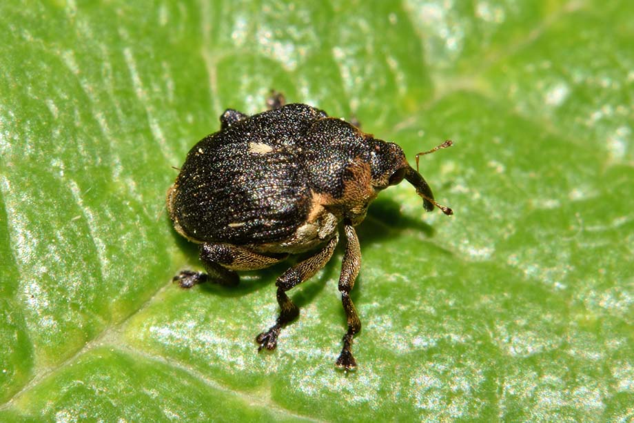 Curculionidae: Mononychus punctumalbum