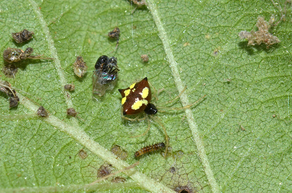 Theridula gonygaster con ovisacco e neonati - Cascina (PI)