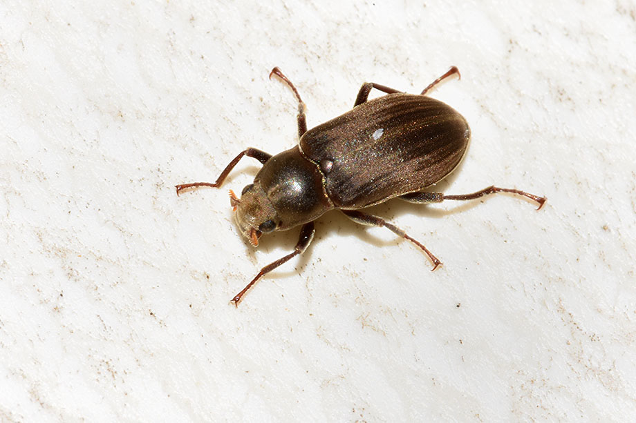 Dryopidae: Pomatinus substriatus