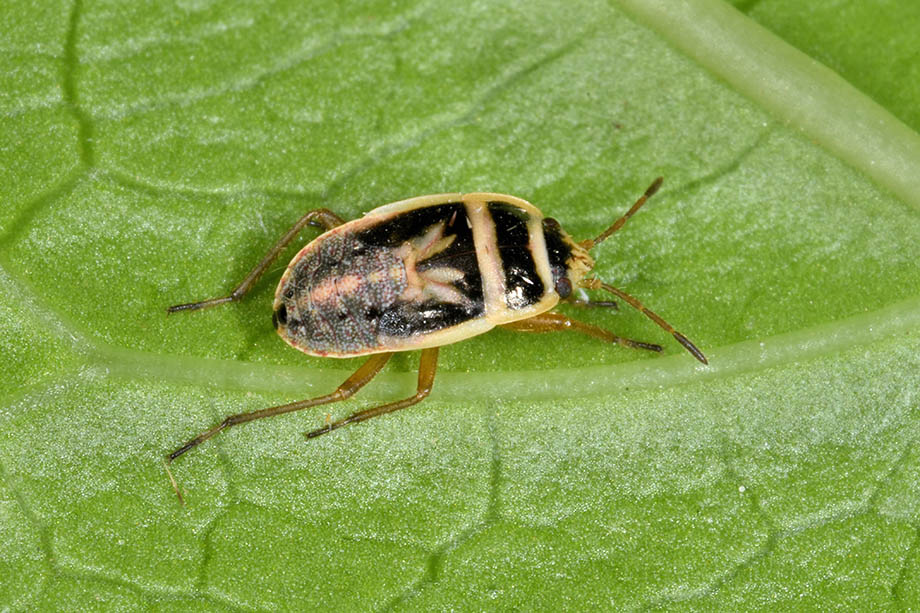 Lygaeidae:  ninfa di Emblethis griseus