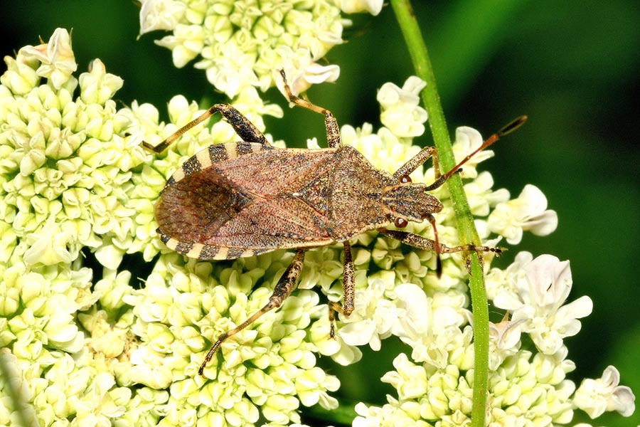 Ceraleptus gracilicornis?