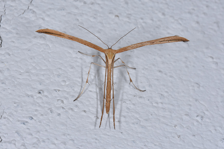 Emmelina monodactyla, Pterophoridae