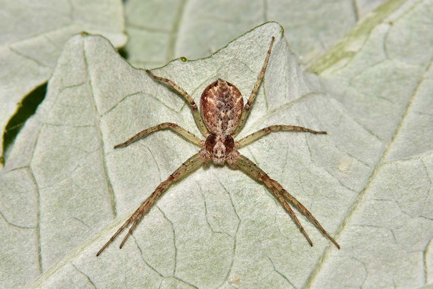 Philodromus sp.  -  Cascina (Pisa)