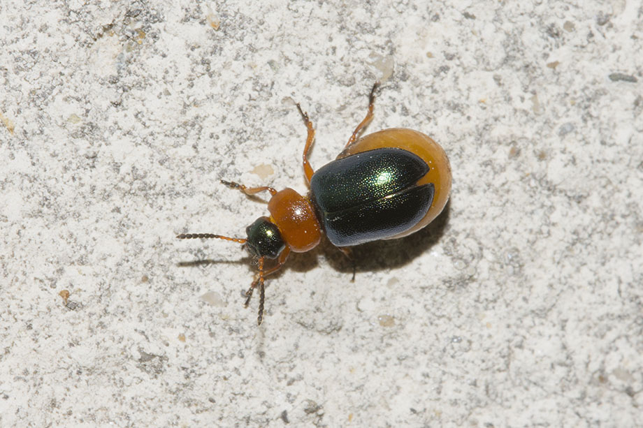 Chrysomelidae:  Gastrophysa polygoni femmina.