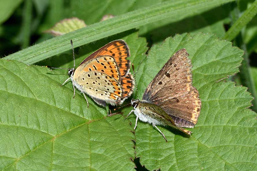 Contorsioni e tenacia di un maschio - Lycaena tityrus, Lycaenidae