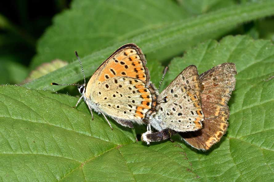 Contorsioni e tenacia di un maschio - Lycaena tityrus, Lycaenidae