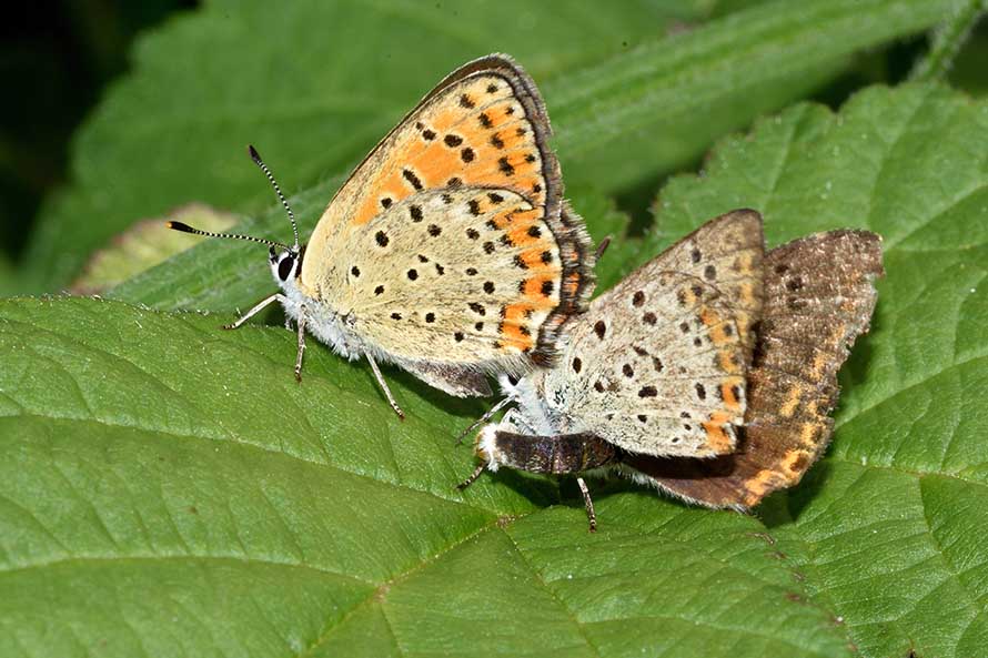 Contorsioni e tenacia di un maschio - Lycaena tityrus, Lycaenidae