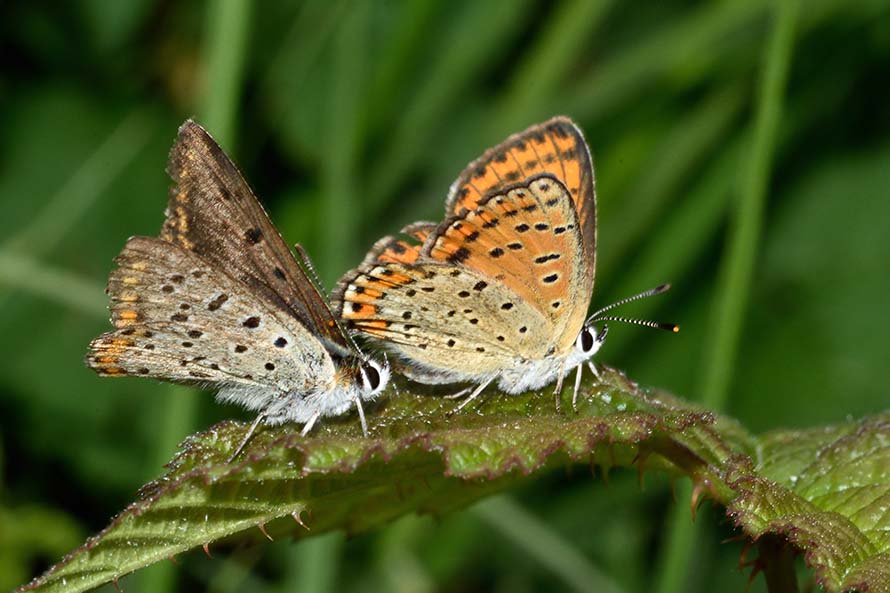 Contorsioni e tenacia di un maschio - Lycaena tityrus, Lycaenidae