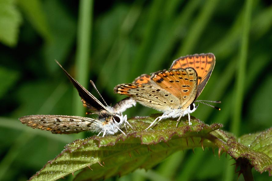 Contorsioni e tenacia di un maschio - Lycaena tityrus, Lycaenidae