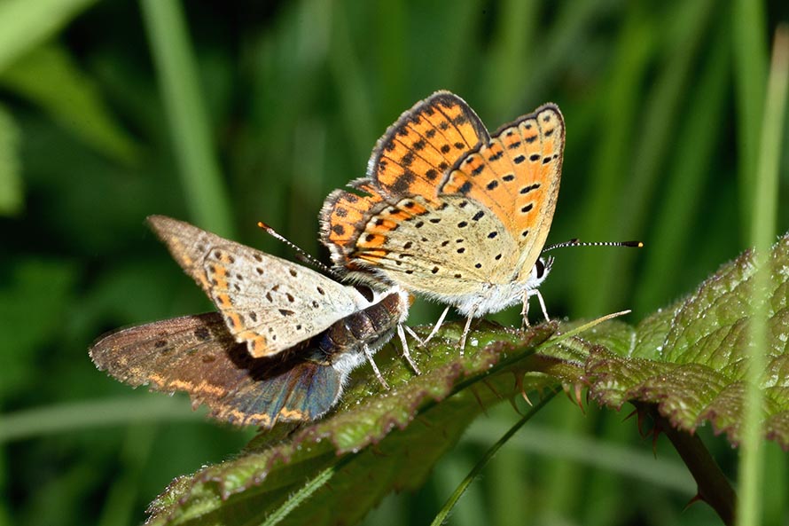 Contorsioni e tenacia di un maschio - Lycaena tityrus, Lycaenidae