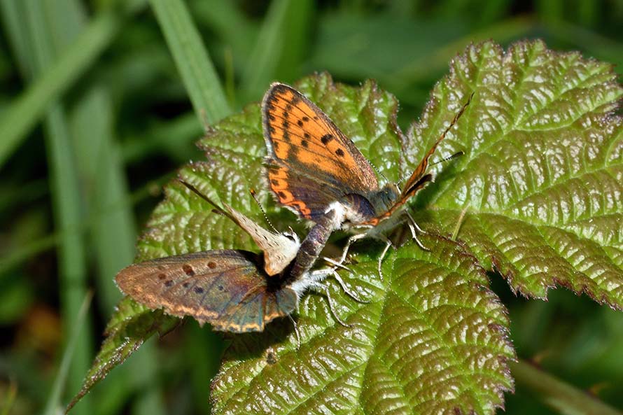 Contorsioni e tenacia di un maschio - Lycaena tityrus, Lycaenidae