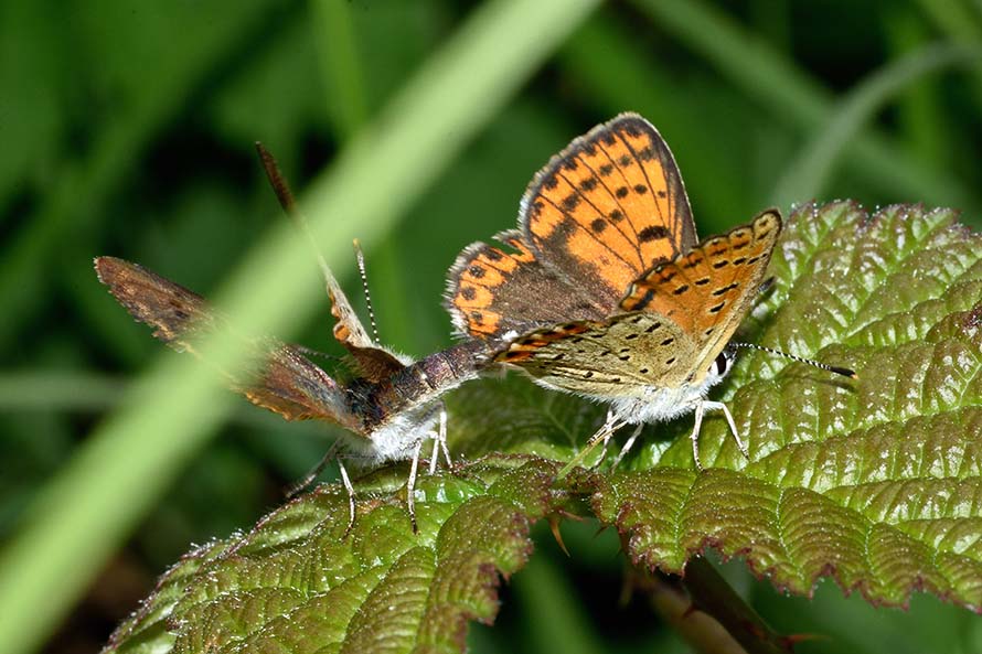 Contorsioni e tenacia di un maschio - Lycaena tityrus, Lycaenidae