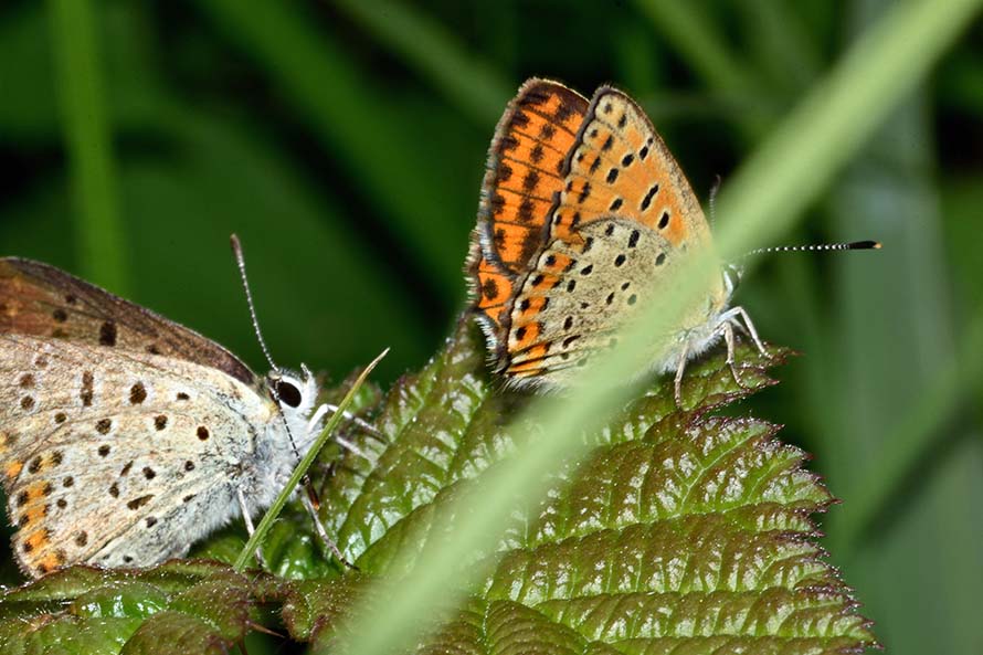 Contorsioni e tenacia di un maschio - Lycaena tityrus, Lycaenidae