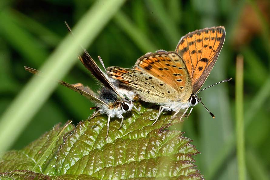 Contorsioni e tenacia di un maschio - Lycaena tityrus, Lycaenidae