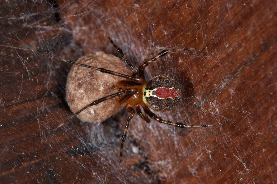 Theridiidae: Theridion cfr. pinastri  - Cascina (Pisa)