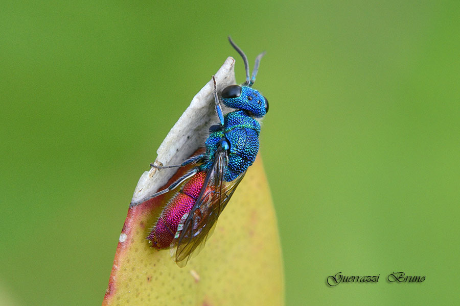 Philoctetes sculpticollis? No, Chrysis gr. ignita